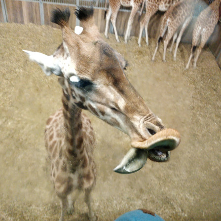 Une girafe en train de lécher la vitre au zoo de Paris.