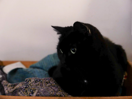 Maïa, ma chatte noire, hiératiquement installée dans un porte revue hérité de ma mère.