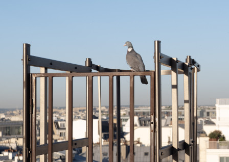 Un pigeon plein de morgue qui toise Paris de son oeil rond.