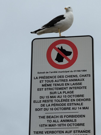 Un gabian posé sur un panneau d'interdiction de présence aux animaux.