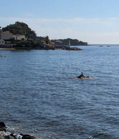 Je me sens seule comme ce cormoran sur le rocher.