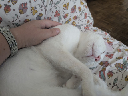 Fergus, un chat qui est allé de la gratouille de salutations à dormir sous ma main real quick