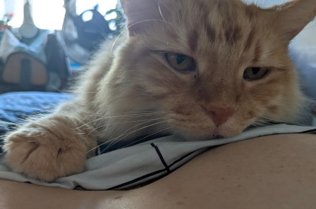 Mon chat ObiWan posé sur moi, un matin sans rien à faire, juste à être.