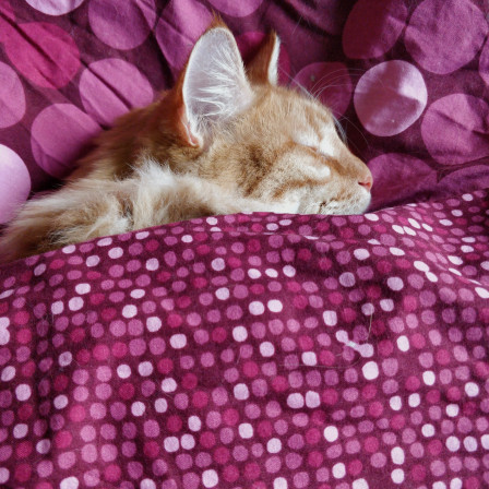 ObiWan, mon chat roux, endormi sous la couette.